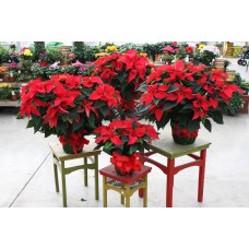 Red Poinsettia